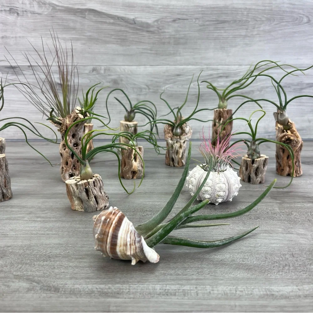 🔆AIR PLANT DRYED CACTUS 🔆 REAL PLANTS DECOR - Picture 9 of 9